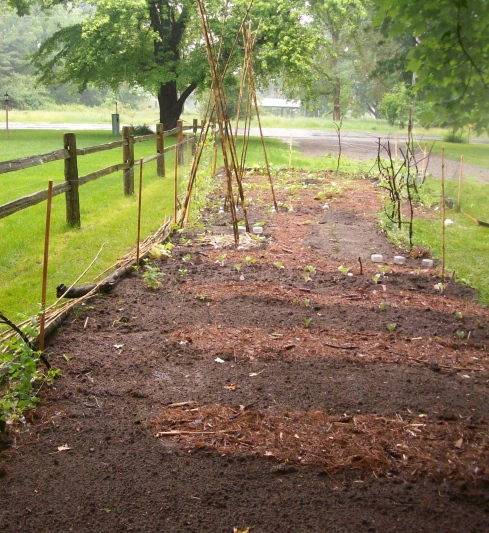 My long and narrow garden plot follows the drive and extends back along the drive into the back yard.