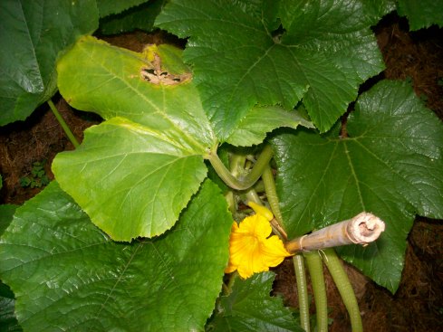 A couple of the leaves look as if they may die, but the rest of the plant appears to be thriving.  A zucchini has formed and more blossoms have opened since taking this approach.