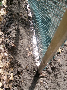 Crushed egg shells will help defend my peas from any cutworms who might see them as an easy mark.